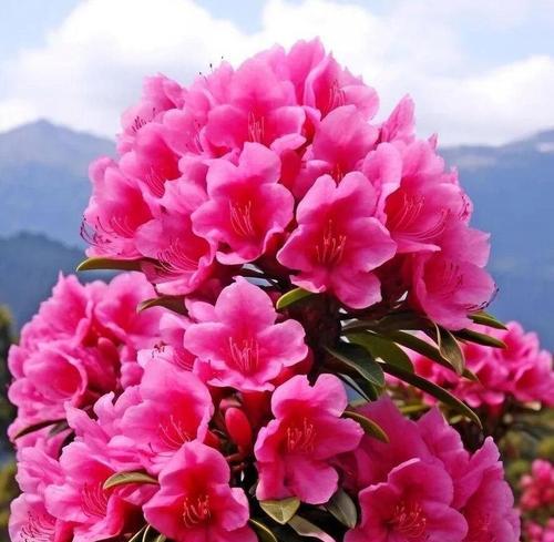 哪种花代表恋人？恋人的花语和寓意是什么？
