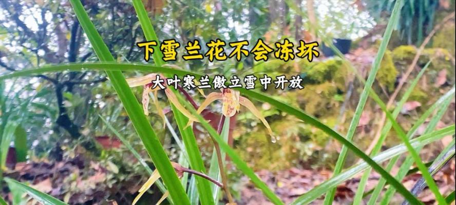 雪玉兰花的花语和寓意有哪些？适合送给谁？