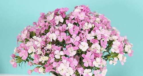 荆棘花开代表什么？它的花语有哪些含义？