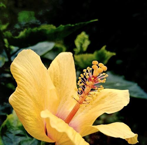第三次见面的花语代表什么？花语中蕴含了什么信息？