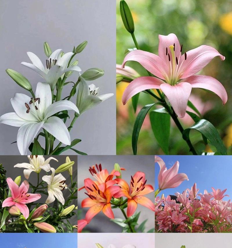 第三次见面的花语代表什么？花语中蕴含了什么信息？