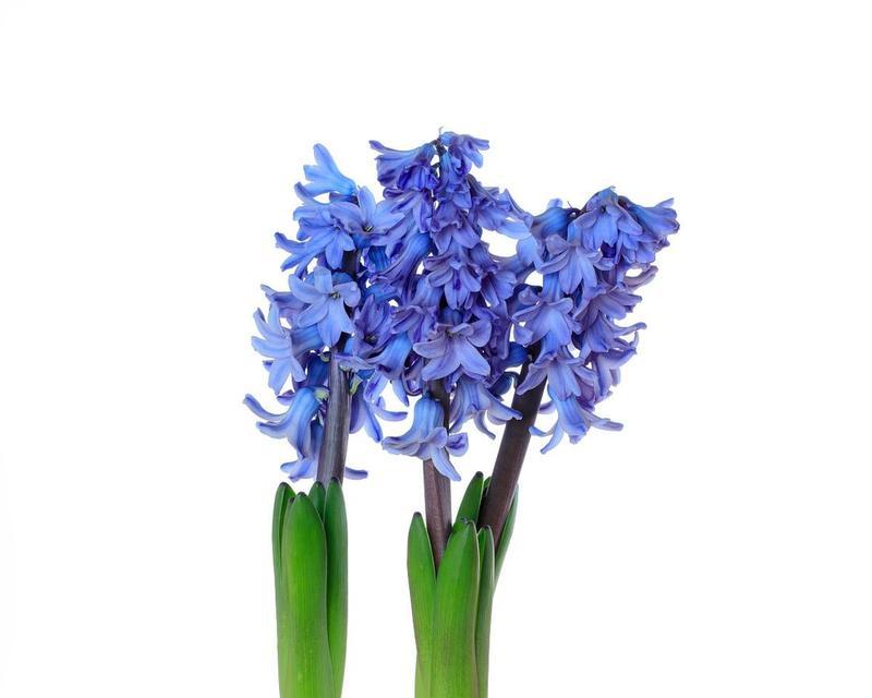 蓝色风信子的花语有何寓意？它象征着什么？