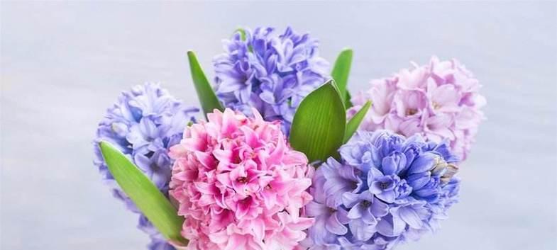 蓝色风信子的花语有何寓意？它象征着什么？