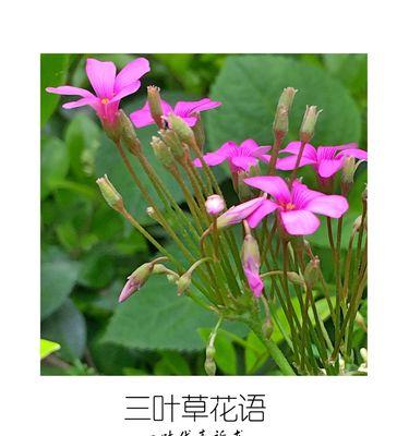 三叶草花语有哪些特别的含义？