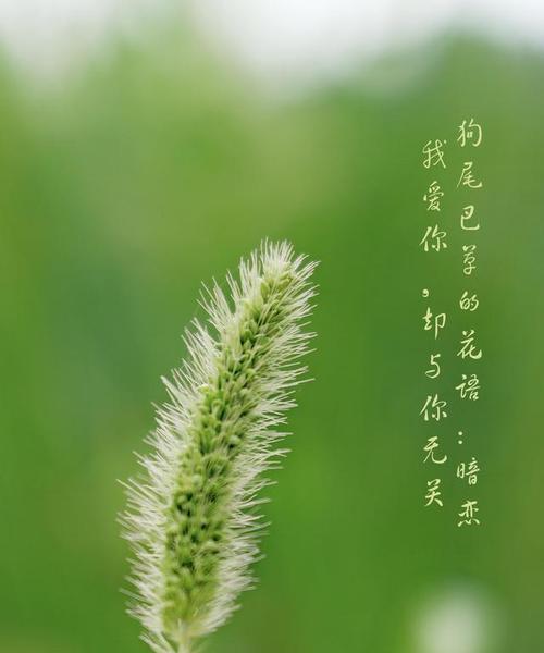 哪种花语代表着暗恋？
