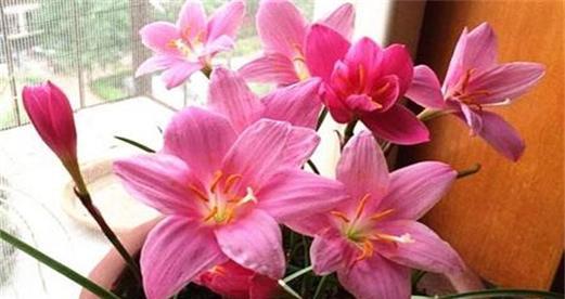 哪种花语代表着暗恋？