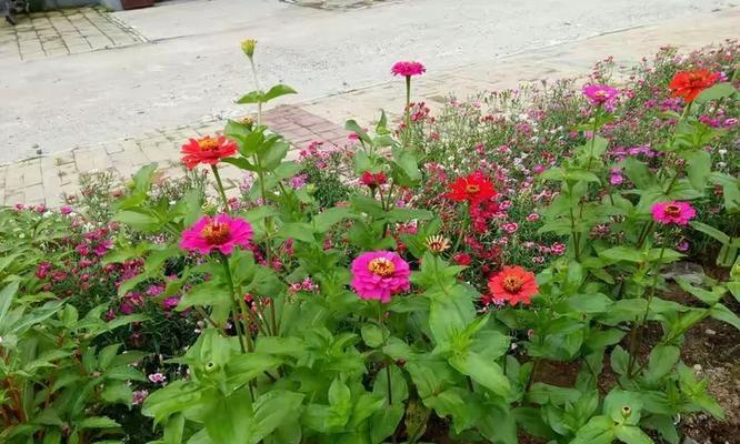 一点花语中隐藏的含义是什么？
