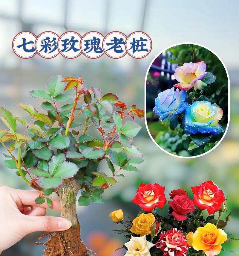 七场玫瑰的花语是什么？它代表了什么含义？