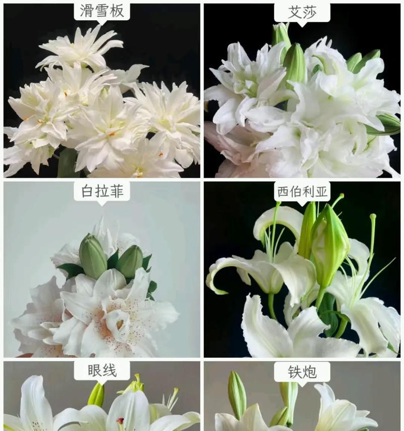 哪种花的花语表达了对所有人的爱？