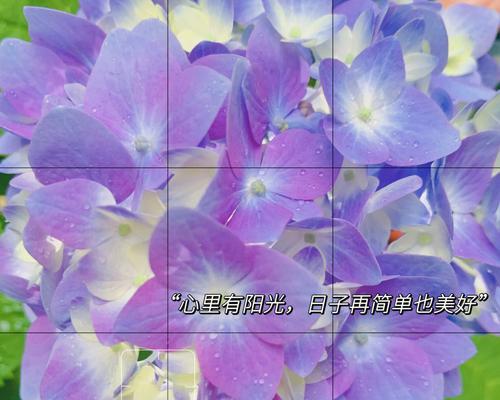 哪种花的花语是希望和新生？希望和新生的花语有何意义？