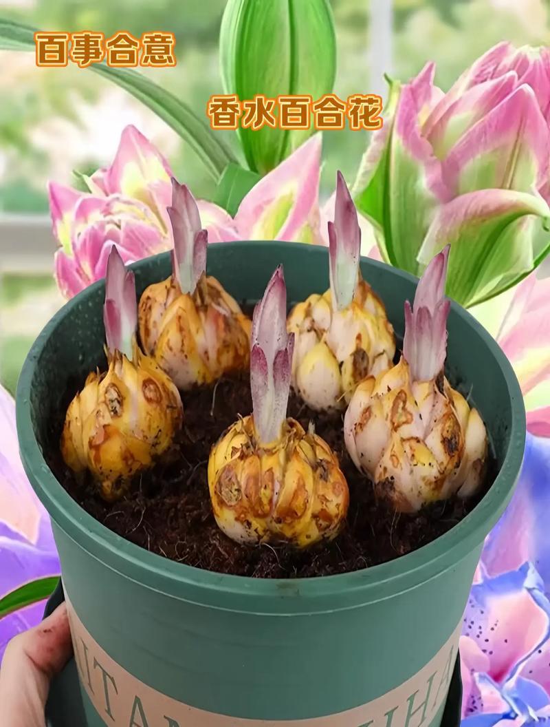 哪种花的花语是希望和新生？希望和新生的花语有何意义？