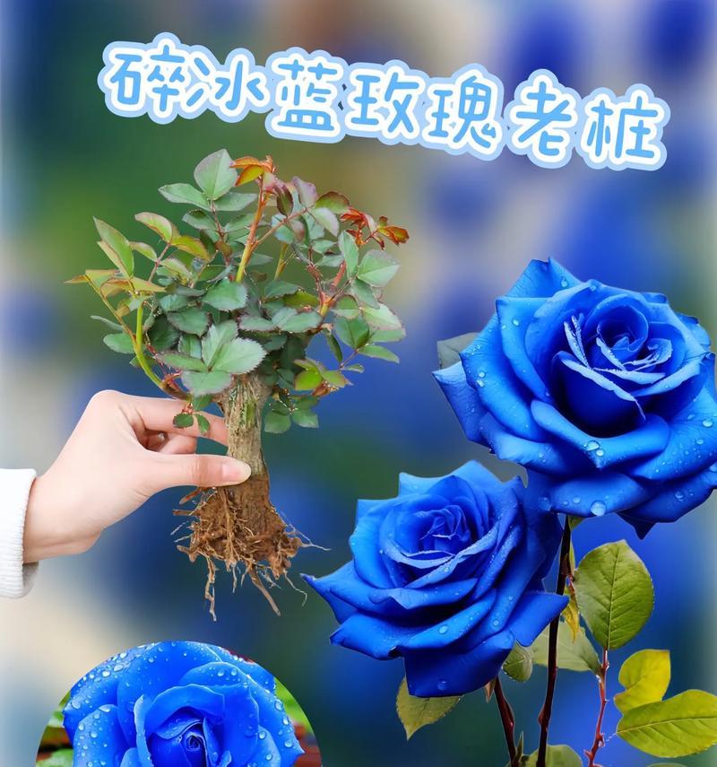 大亨玫瑰的花语是什么意思？它象征着什么？