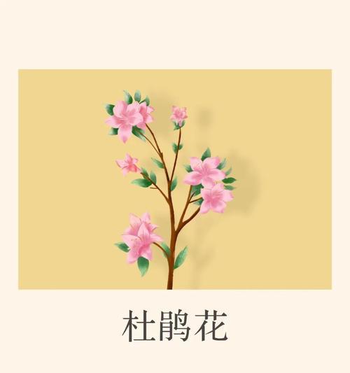 花朵寓意和花语有哪些？