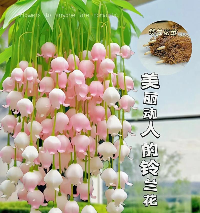 花朵寓意和花语有哪些？