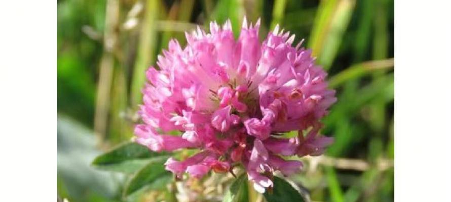 苜蓿花蕊代表什么？花语和寓意有何深意？