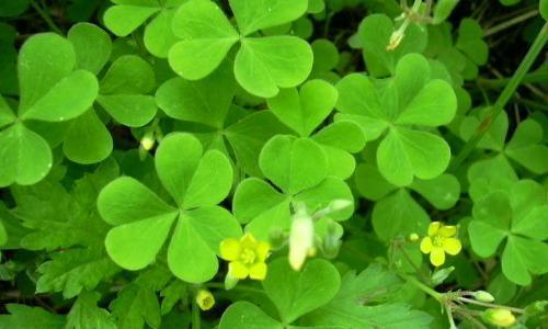 苜蓿花蕊代表什么？花语和寓意有何深意？