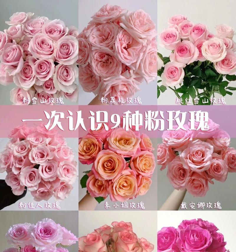 蓝海里的玫瑰花语代表了什么？