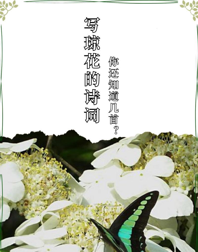 停在花朵上的女人象征着什么？它的花语有何深意？