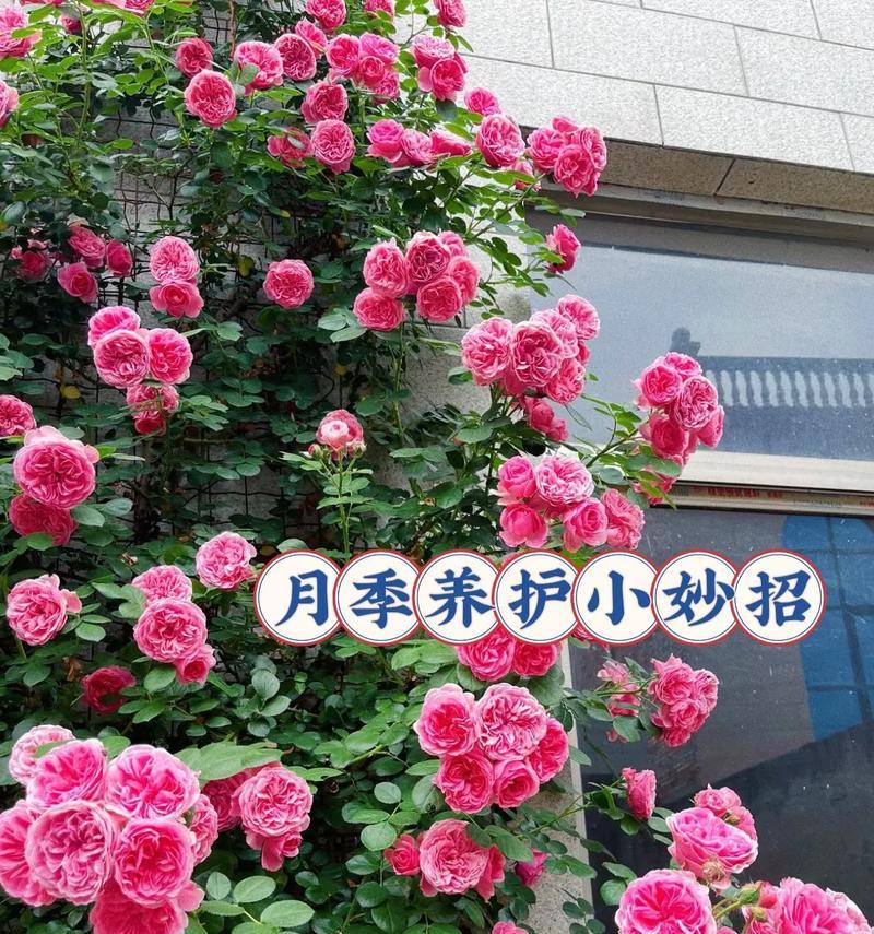 月季花的花语有哪些？