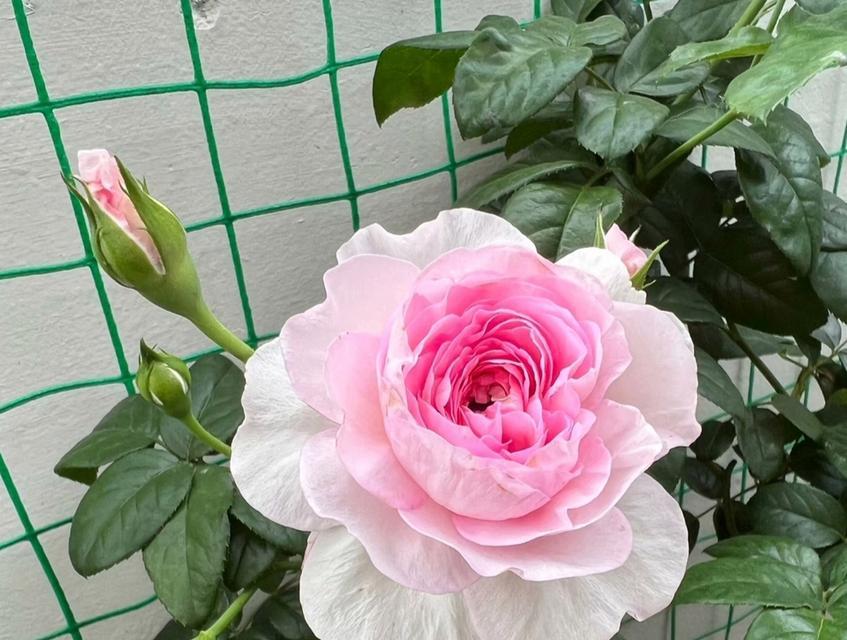月季花的花语有哪些？