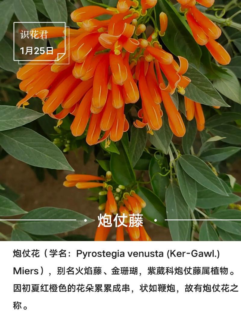 炸街花语中哪些最吸引人？