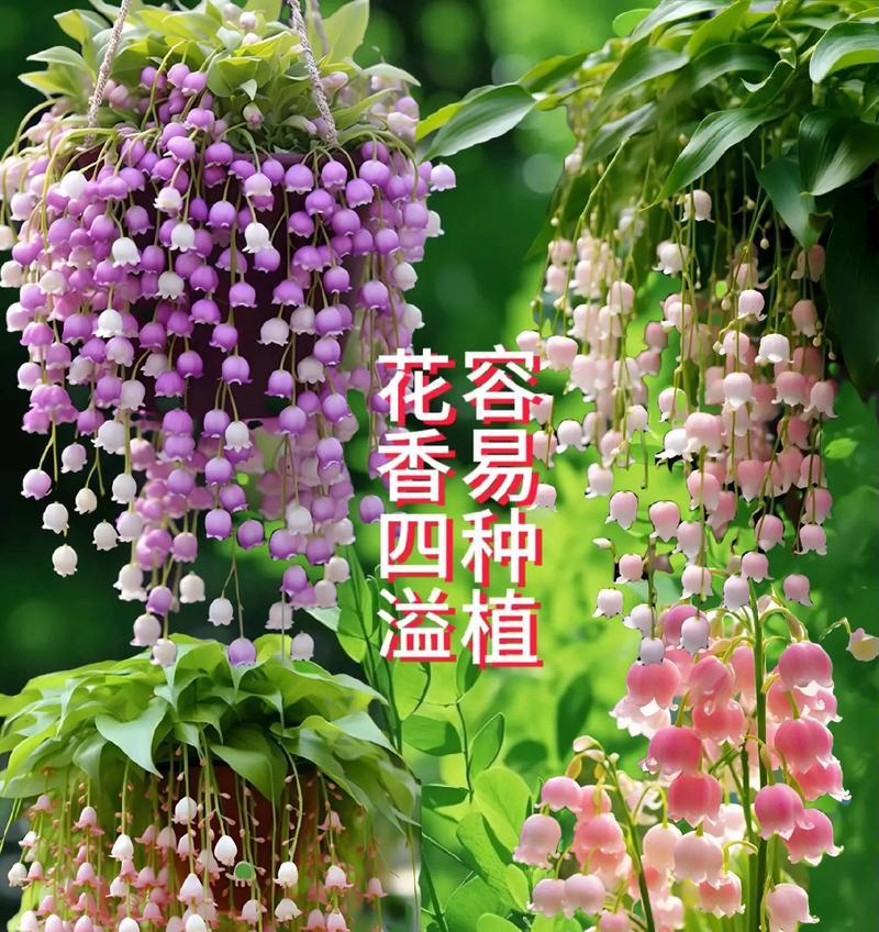 铃兰花球花语是什么意思？铃兰花球传递了哪些美好祝愿？
