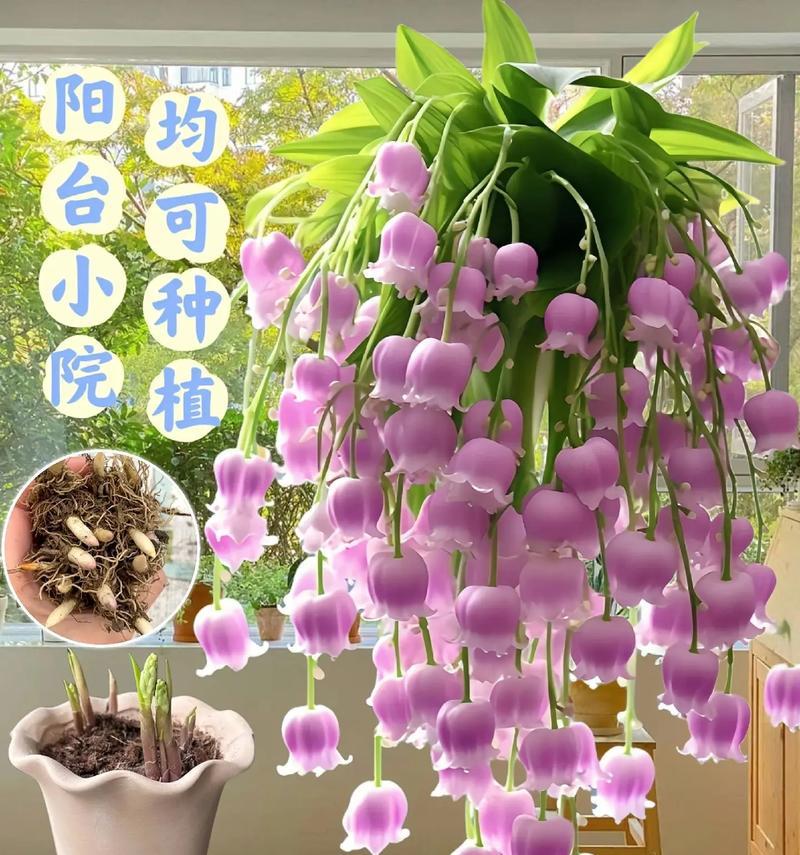 铃兰花球花语是什么意思？铃兰花球传递了哪些美好祝愿？