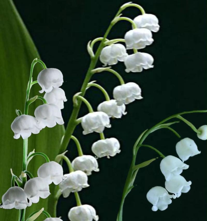 铃兰花球花语是什么意思？铃兰花球传递了哪些美好祝愿？