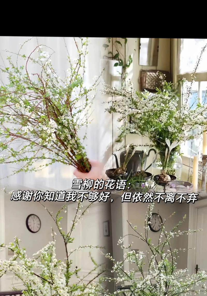 感谢支持的花语代表什么？