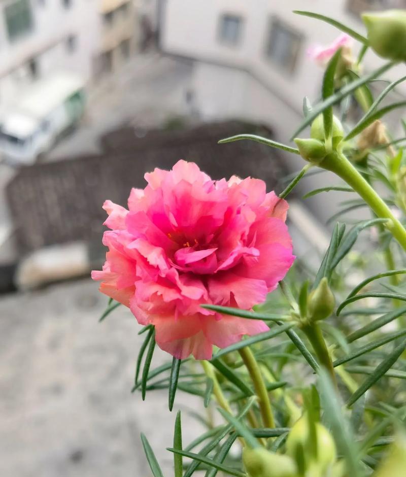 哪种花朵象征着永不放弃？