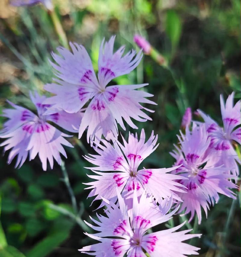 紫色山亭花的花语是什么？紫色花语有哪些含义？