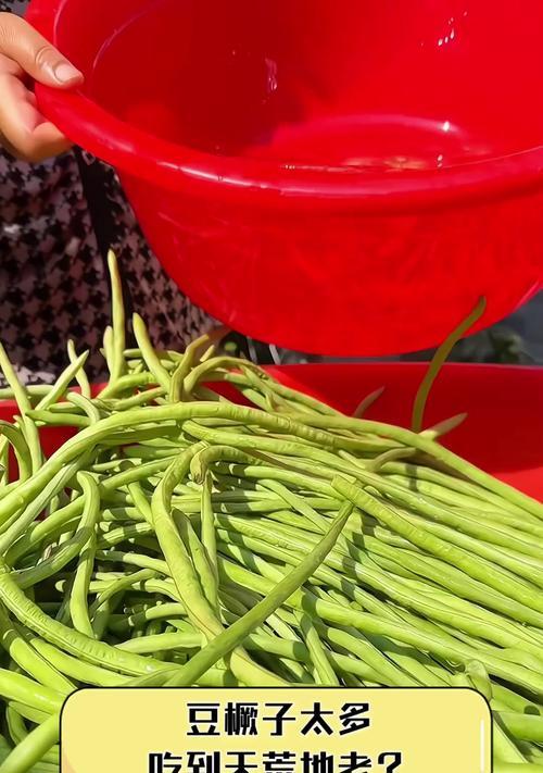 豆橛子花语代表什么含义？