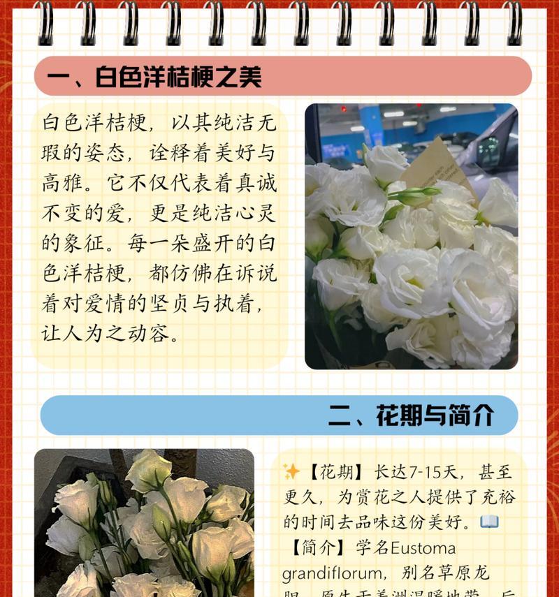 多色桔梗的花语有哪些？