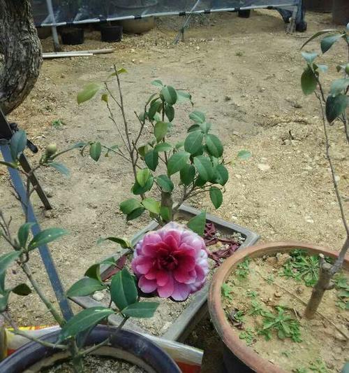花语园艺具体是做什么的？花语园艺的工作内容是什么？