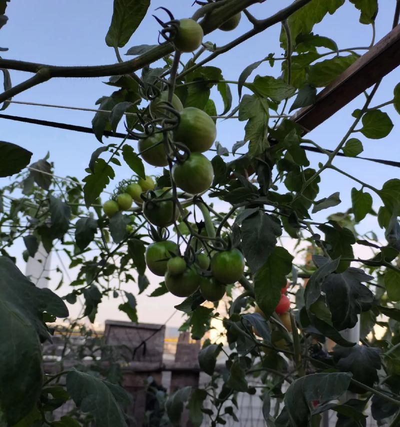 嫁接番茄的花语代表什么？嫁接番茄的寓意是什么？
