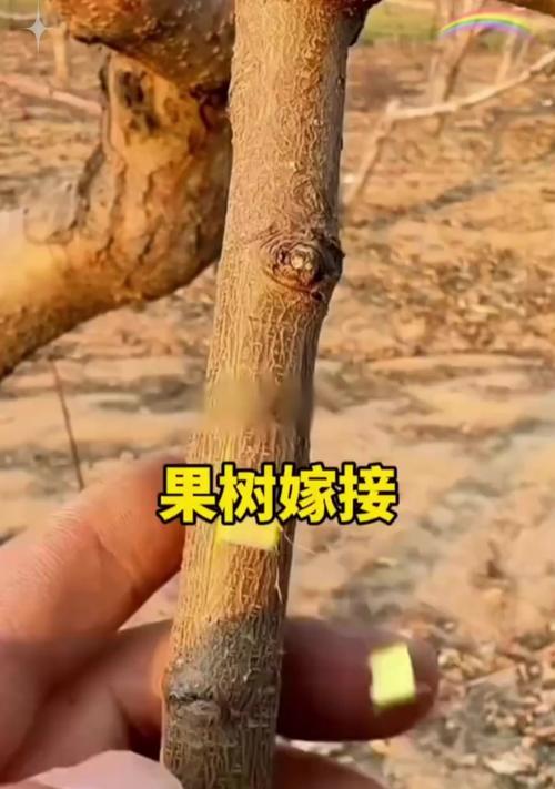 嫁接番茄的花语代表什么？嫁接番茄的寓意是什么？