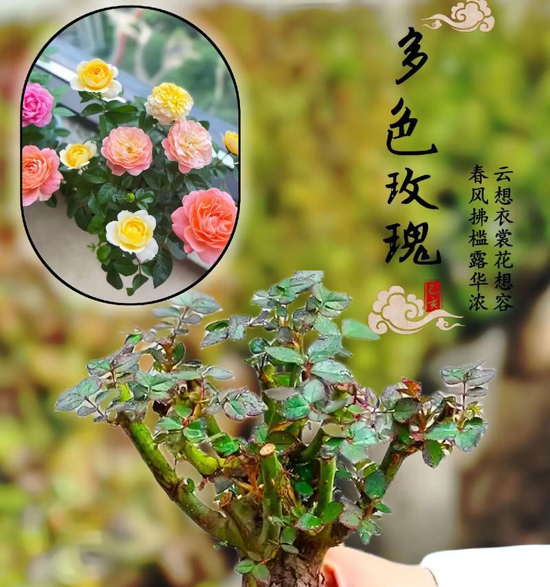 嫁接番茄的花语代表什么？嫁接番茄的寓意是什么？