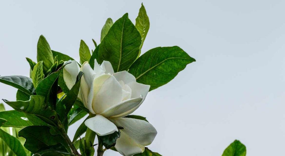 “回到从前”的花语代表什么？有何深层含义？
