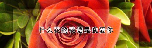 “回到从前”的花语代表什么？有何深层含义？