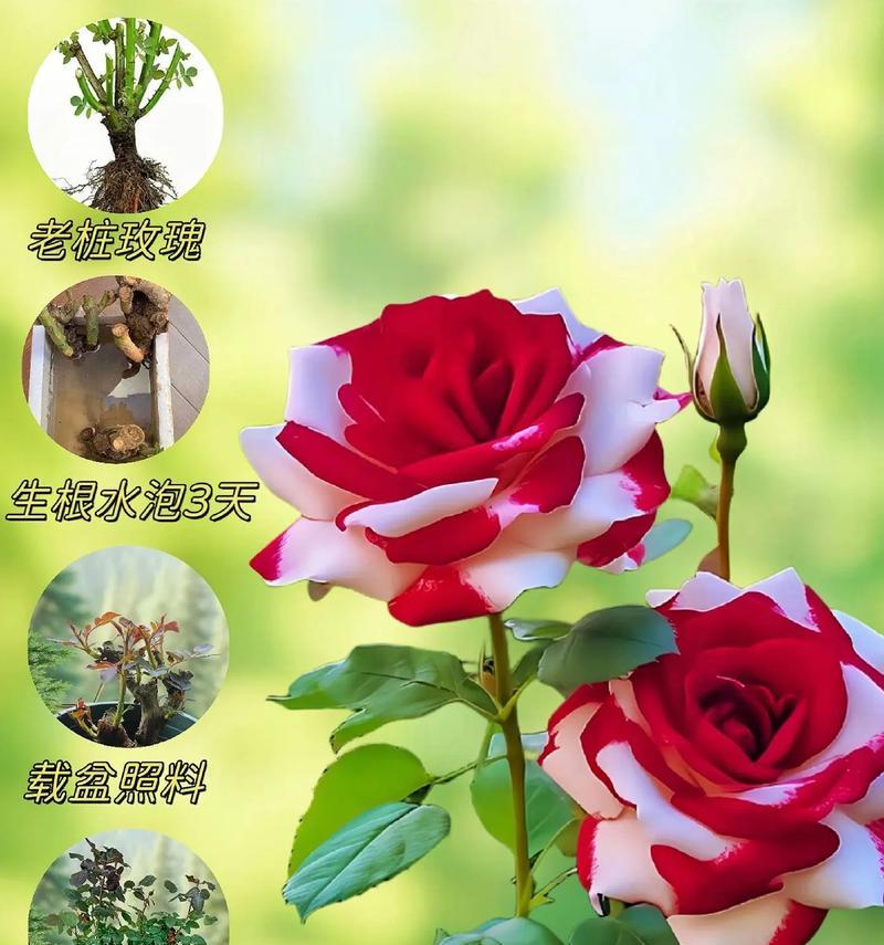 男生送玫瑰花代表什么？玫瑰花的花语有哪些？