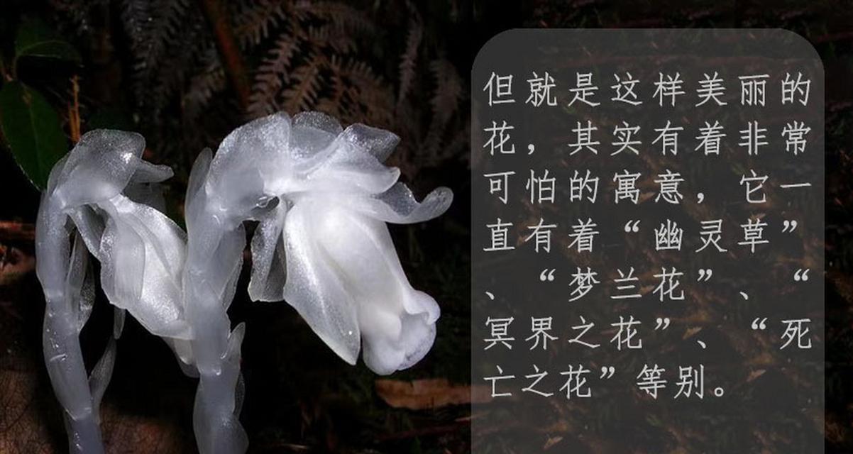 花语的来源是什么？这些花语的起源是什么？