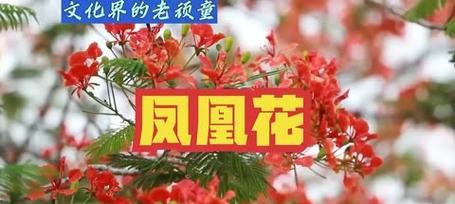 花语的来源是什么？这些花语的起源是什么？