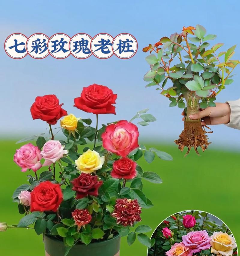 七彩玫瑰的花语有何特别之处？