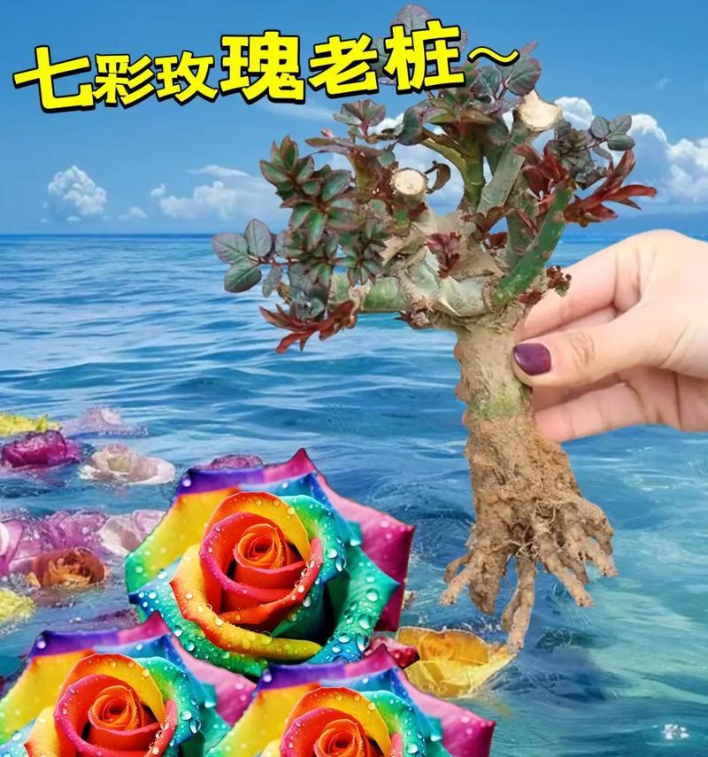 七彩玫瑰的花语有何特别之处？