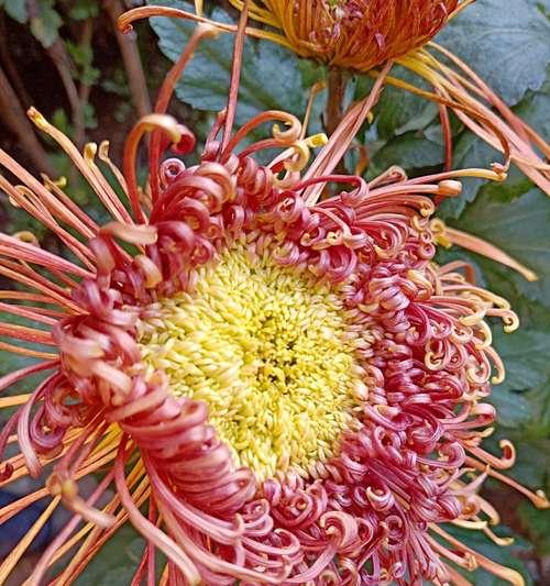 菊花的名称有哪些？不同菊花品种的特点是什么？