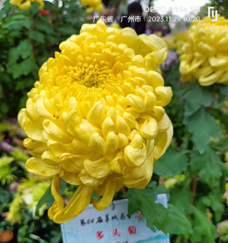 菊花的名称有哪些？不同菊花品种的特点是什么？