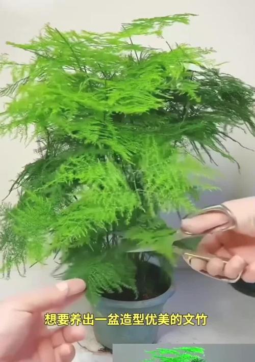 文竹换盆的最佳时机和方法是什么？如何给文竹换盆？
