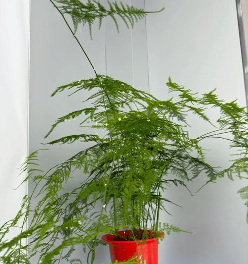 文竹换盆的最佳时机和方法是什么？如何给文竹换盆？