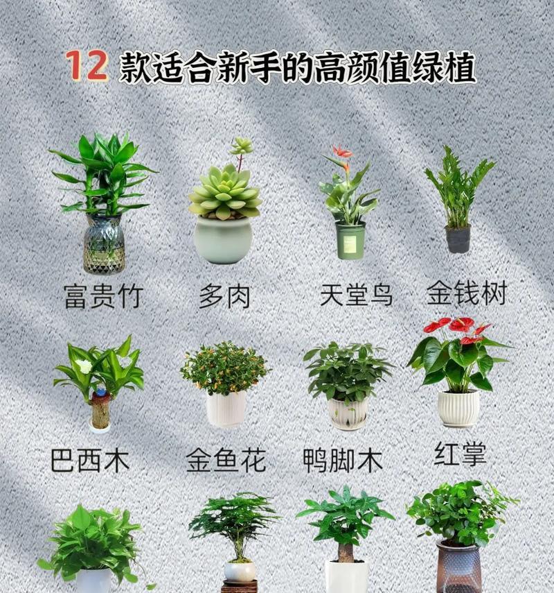 雪铁芋怎么养？如何为其提供适宜的生长环境？