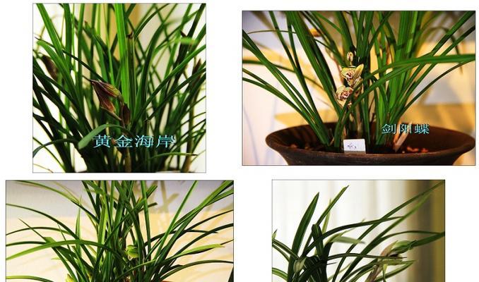 兰花品种的识别方法和特征是什么？